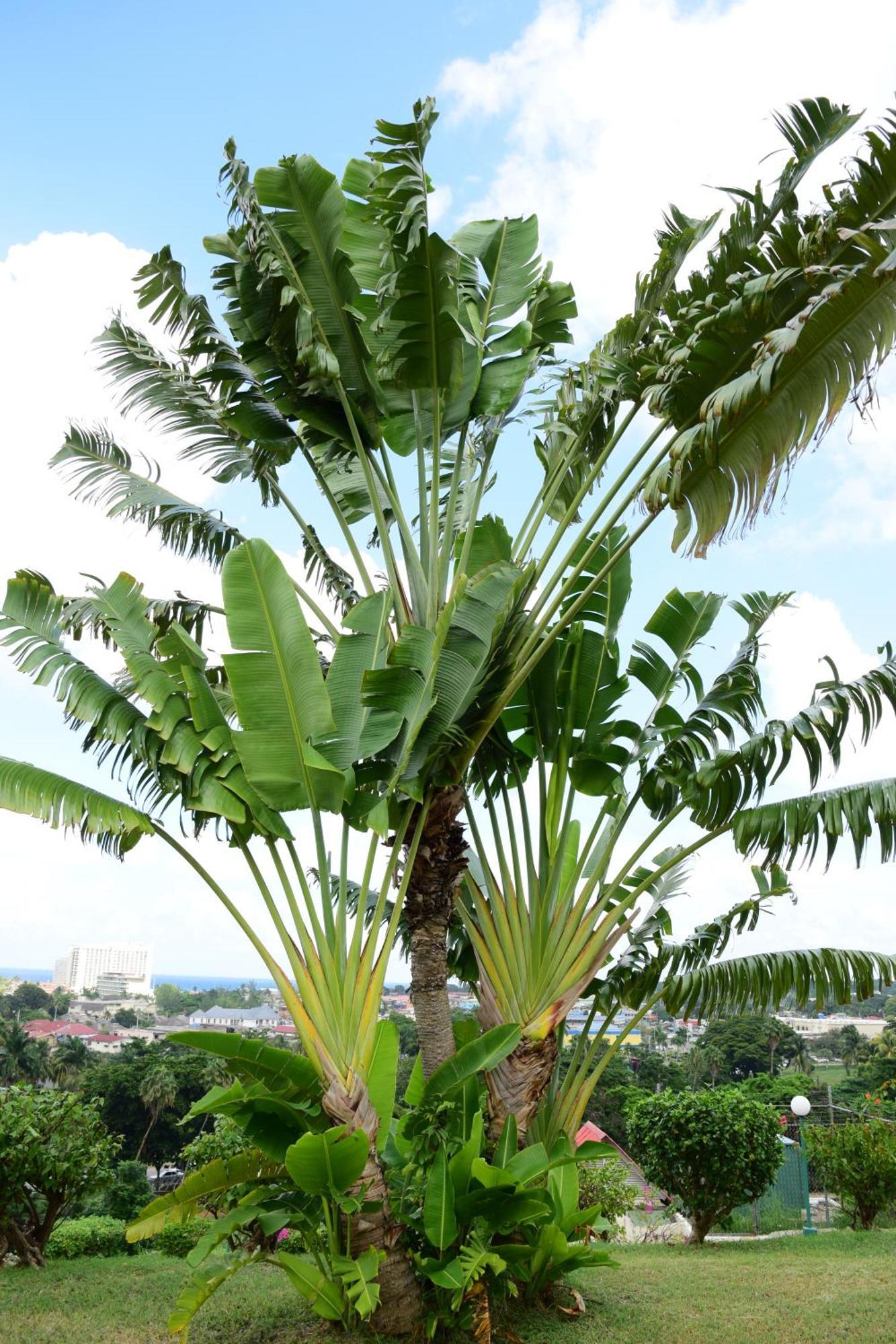 The View At Mystic Ridge Penthouse 78A Ocho Rios Exterior foto